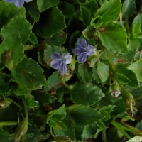 Lobelia alsinoides Lam.